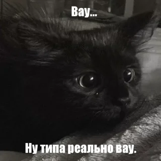 🤩 emoji Котики!! Telegram sticker 22 of 27