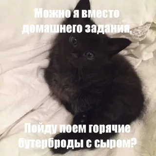 😟 emoji Котики!! Telegram sticker 15 of 27