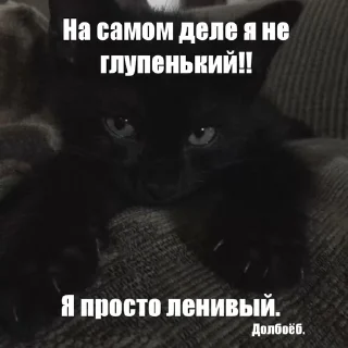 🤭 emoji Котики!! Telegram sticker 17 of 27