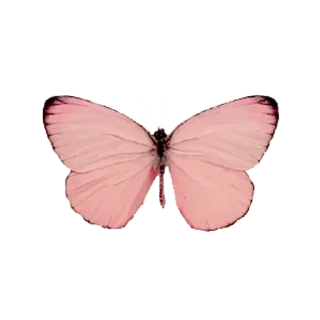 🦋 emoji @cutepink0s Telegram sticker 13 of 50