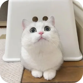 👍 emoji @KimJongPwn 2 Telegram sticker 12 of 65