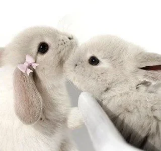 🎀 emoji 𝗌𝗁𝗈𝗋𝗍𝖼𝖺𝗄𝖾  @itgirldoll ﹕ 🐇 ❀ Telegram sticker 23 of 120