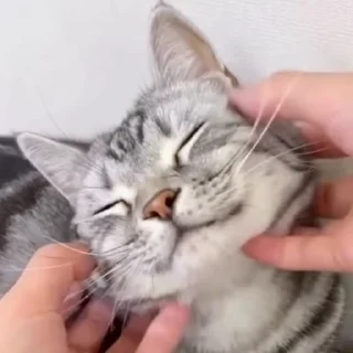 🤗 emoji котики🐾 Telegram sticker 13 of 86