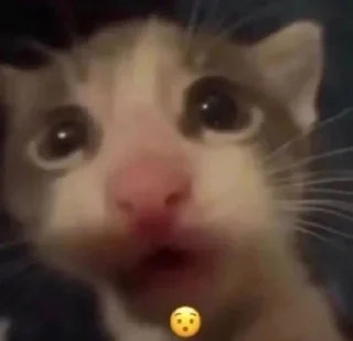 😯 emoji Silly Cats Telegram sticker 19 of 118