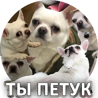 🐓 emoji Собака покусякі Telegram sticker 12 of 15