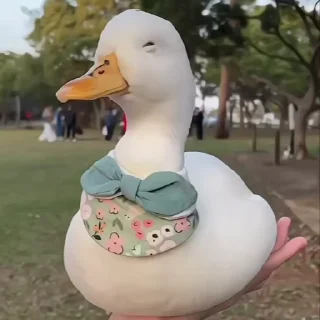 🌟 emoji ⇢ 𝘿𝙪𝙘𝙠𝙨 | @AquaStickers @DuckLoving 💎 Telegram sticker 14 of 46