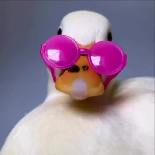 🦆 emoji ⇢ 𝘿𝙪𝙘𝙠𝙨 | @AquaStickers @DuckLoving 💎 Telegram sticker 11 of 46