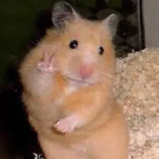 ✌️ emoji ممد کوچولو ها🐹 Telegram sticker 15 of 99