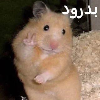 👋 emoji ممد کوچولو ها🐹 Telegram sticker 13 of 99