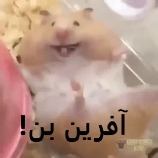 😂 emoji ممد کوچولو ها🐹 Telegram sticker 17 of 99