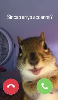 🌟 emoji @Kardeleninizm 🐿 Telegram sticker 16 of 53