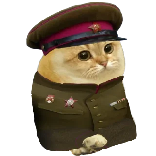 💥 emoji Cate The Cat Telegram sticker 14 of 58