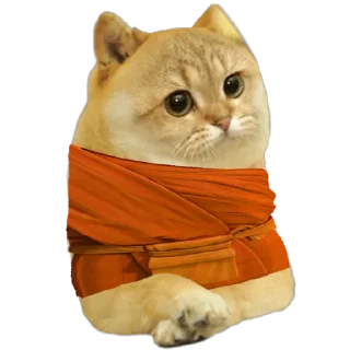 😇 emoji Cate The Cat Telegram sticker 6 of 58