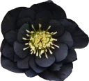 🌹 emoji @Loveoops_art : Flowers2 Telegram sticker 21 of 120