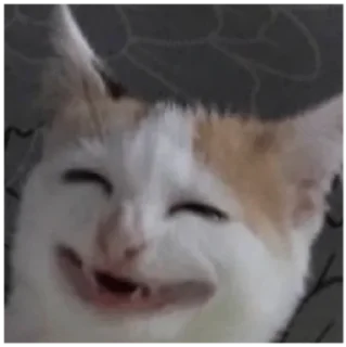 😂 emoji Cats Telegram sticker 12 of 120