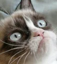 😳 emoji Grumpy cat😻🖕🏿 by@Queenmalik Telegram sticker 11 of 36
