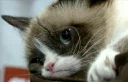 😔 emoji Grumpy cat😻🖕🏿 by@Queenmalik Telegram sticker 9 of 36