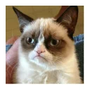 😒 emoji Grumpy cat😻🖕🏿 by@Queenmalik Telegram sticker 13 of 36