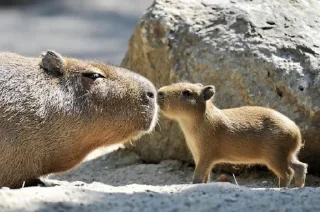 😘 emoji Femboy Capybaras Telegram sticker 5 of 48