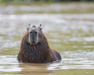 🛀 emoji Femboy Capybaras Telegram sticker 19 of 48