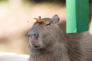 🥺 emoji Femboy Capybaras Telegram sticker 23 of 48