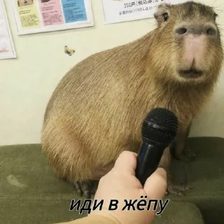 🎤 emoji Femboy Capybaras Telegram sticker 22 of 48