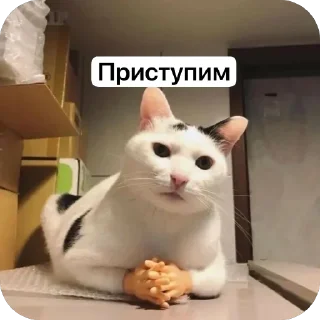 🫥 emoji Опа Telegram sticker 7 of 8
