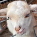 🐐 emoji Goat Telegram sticker 8 of 15