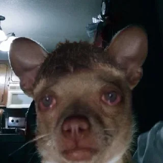 😢 emoji animals. Telegram sticker 7 of 46
