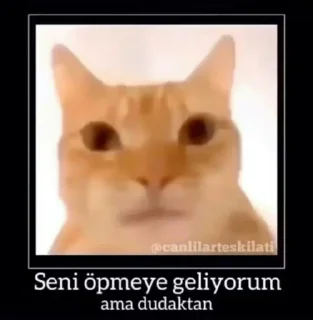😽 emoji Ahmet ab Telegram sticker 22 of 38