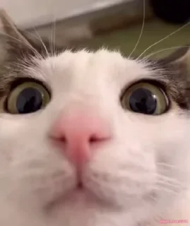 😨 emoji Essentials Telegram sticker 7 of 90