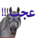 Sticker from Kurdish horse