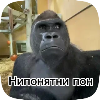 💸 emoji Обезьянки поны 5 Telegram sticker 10 of 17