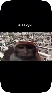 Sticker from Обезьянки поны 5