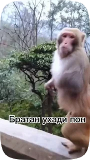 Sticker from Обезьянки поны 7