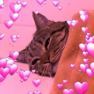 ❤️ emoji Wholesome Cats Telegram sticker 7 of 49