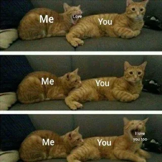 ❤️ emoji Wholesome Cats Telegram sticker 23 of 49