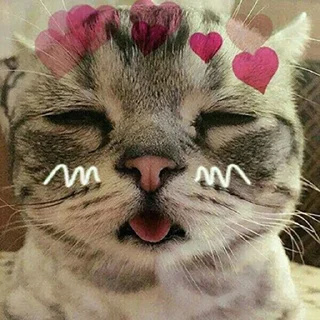 Sticker from Cute kittens