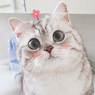 Sticker from Cute kittens