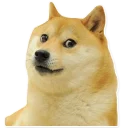 🐶 emoji Real Memes Telegram sticker 18 of 35