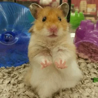 🐹 emoji Hamster. Telegram sticker 5 of 28