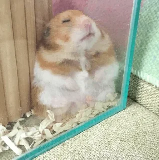 🐹 emoji Hamster. Telegram sticker 14 of 28