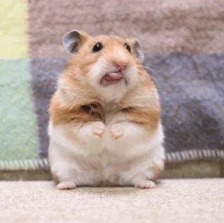 🐹 emoji Hamster. Telegram sticker 15 of 28