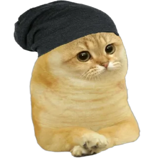 😵 emoji Cate The Cat Telegram sticker 16 of 58