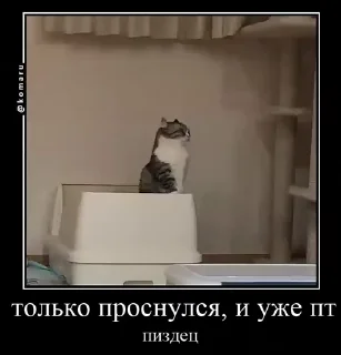 Sticker from Lounge | Ветка креативов