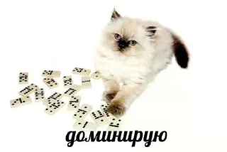 🐈‍⬛ emoji картинки с котятами Telegram sticker 5 of 42