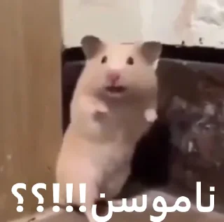 🤯 emoji ممد کوچولو ها🐹 Telegram sticker 22 of 99