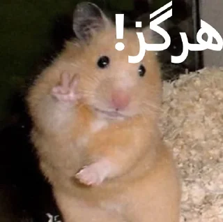 😐 emoji ممد کوچولو ها🐹 Telegram sticker 9 of 99