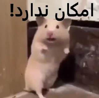 🤯 emoji ممد کوچولو ها🐹 Telegram sticker 23 of 99