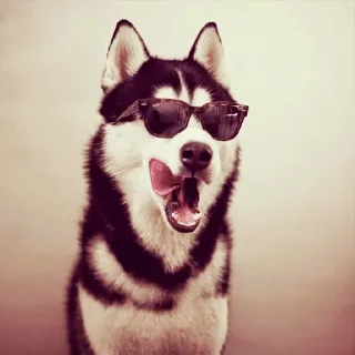 Sticker from Husky